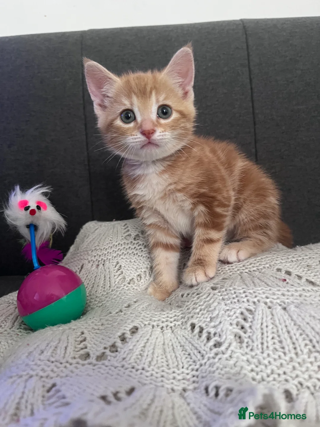 British Shorthair cats for sale: Four Ginger Babies looking for Homes in Maidstone - Advert 5