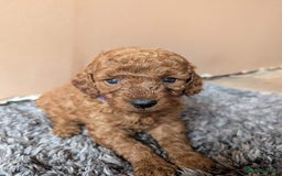 Miniature Poodle dogs for sale: Red miniature poodle puppies!! in Stafford - Image 18