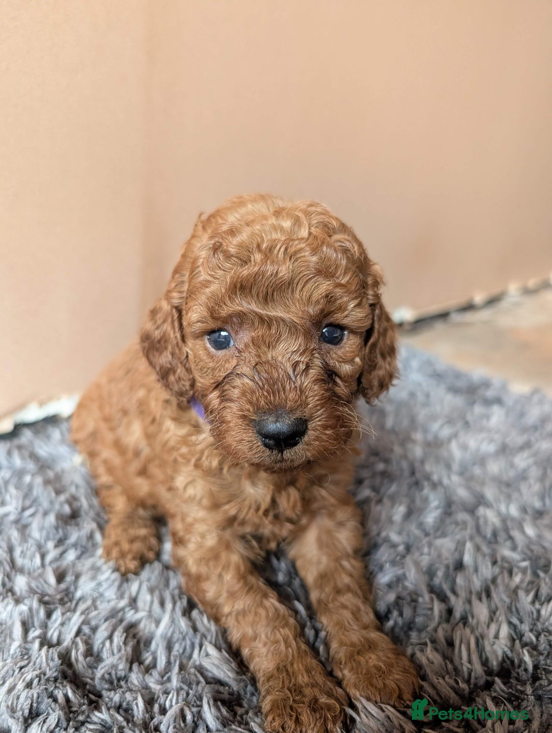 Miniature Poodle dogs for sale: Red miniature poodle puppies!! in Stafford - Image 18