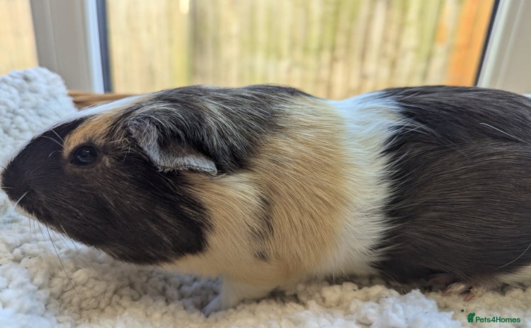 Guinea Pig rodents - Advert 2