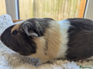 Guinea Pig rodents - Advert 2