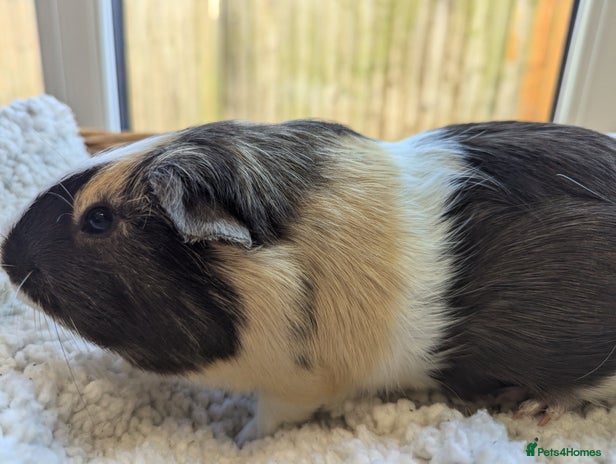 Guinea Pig rodents - Advert 1