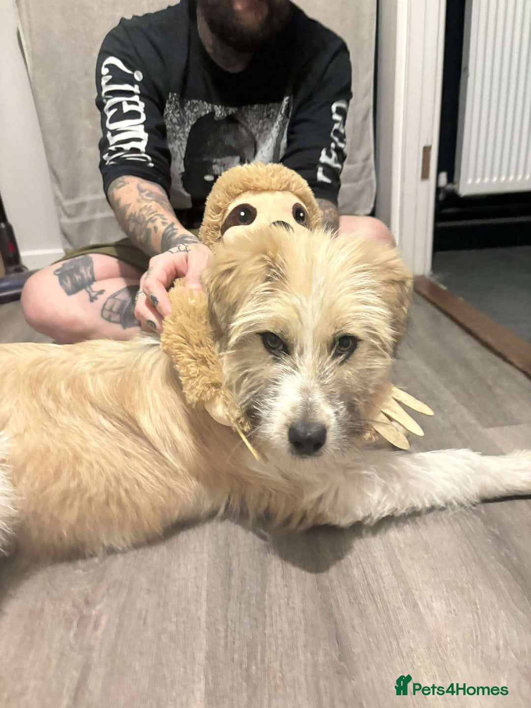 Mixed Breed dogs for adoption: Boo for adoption - Advert 5