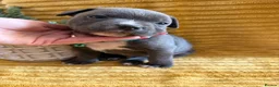 Staffordshire Bull Terrier dogs for sale: KC Blue Staffordshire bull terrier puppies  - Advert 11