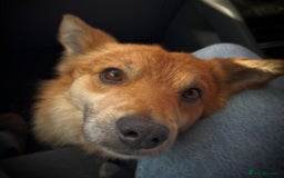 Mixed Breed dogs for adoption: 🐶💙 RYZHIK 💙🐶 - Image 12
