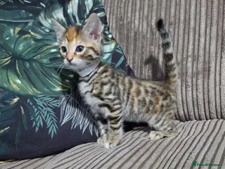 Bengal cats Bengal X DLH kittens ready this Saturday - Advert 2