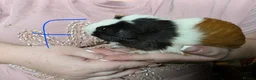 Guinea Pig rodents for sale: Male and Female Guinea Pig Pairs - Advert 3