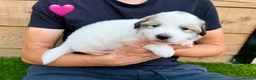 Pyrenean Mountain Dog dogs for sale: ONLY 1 Pyrenean Mountain Dog Puppies left 💙💛💙💛 - Advert 21