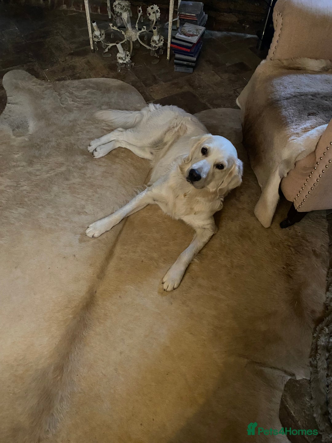 Golden Retriever dogs for sale: Re-homing Golden Retriever  - Advert 4