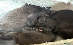 Mixed Breed cats for sale: Beautiful boys and girls  - Image 7
