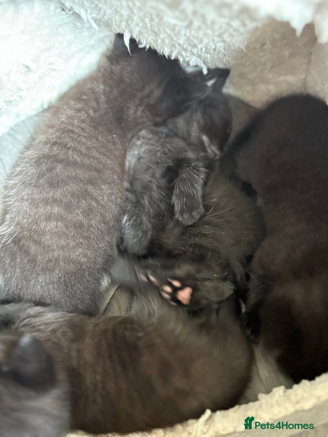 Mixed Breed cats for sale: Beautiful boys and girls  - Image 7