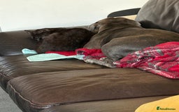 Bengal cats for sale: Ezzie is a 4 year old cat  - Image 4