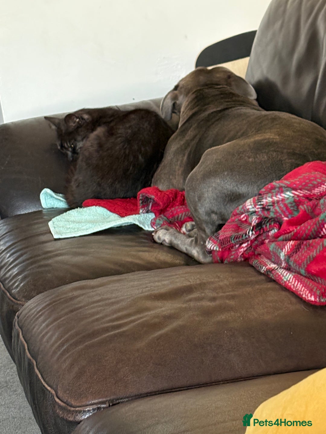 Bengal cats for sale: Ezzie is a 4 year old cat  - Image 4