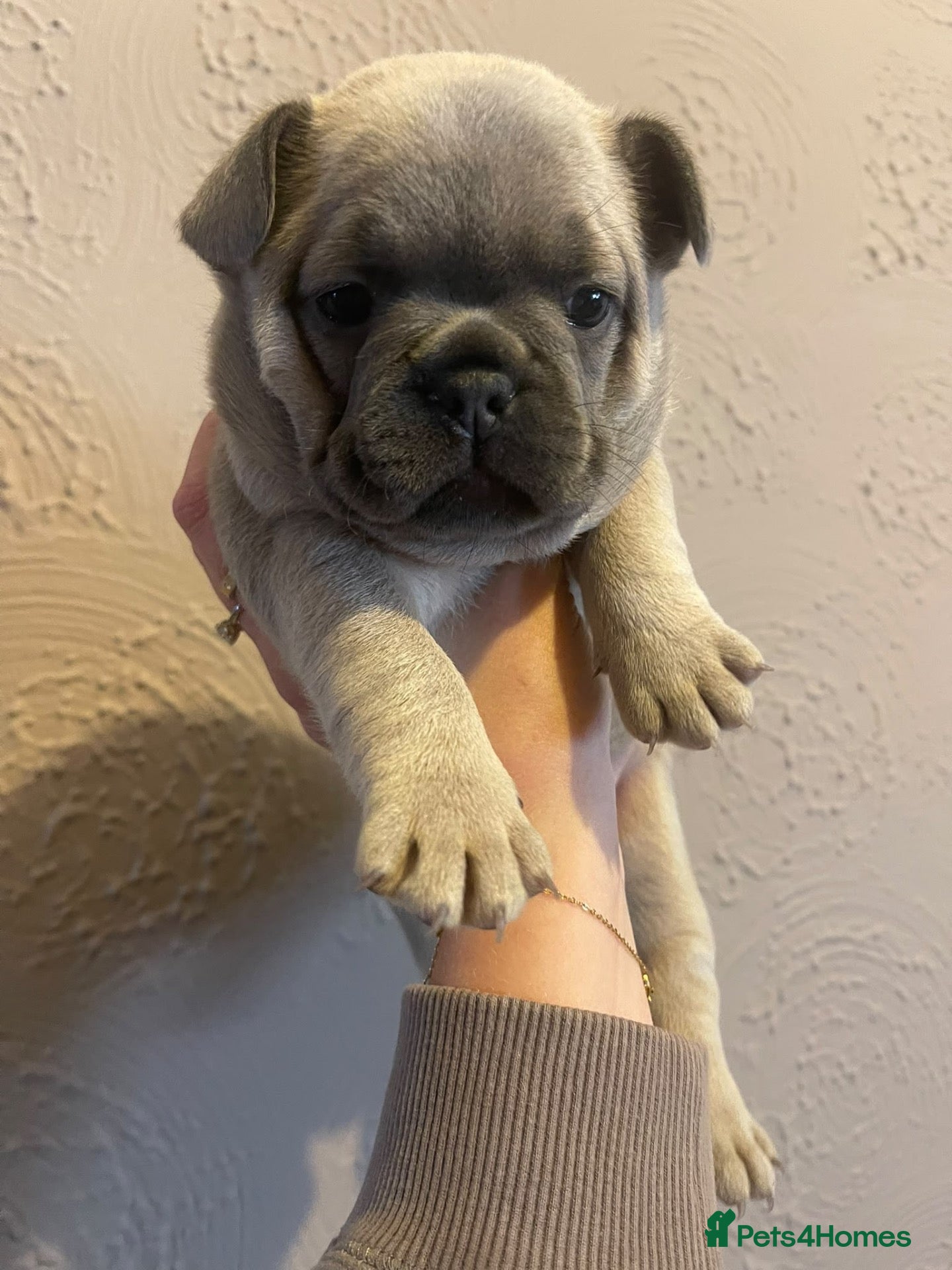 French Bulldog dogs Last little girl left  - Advert 20