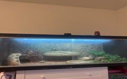 Bearded Dragon reptiles for sale: Bearded dragon with full set up  - Advert 2