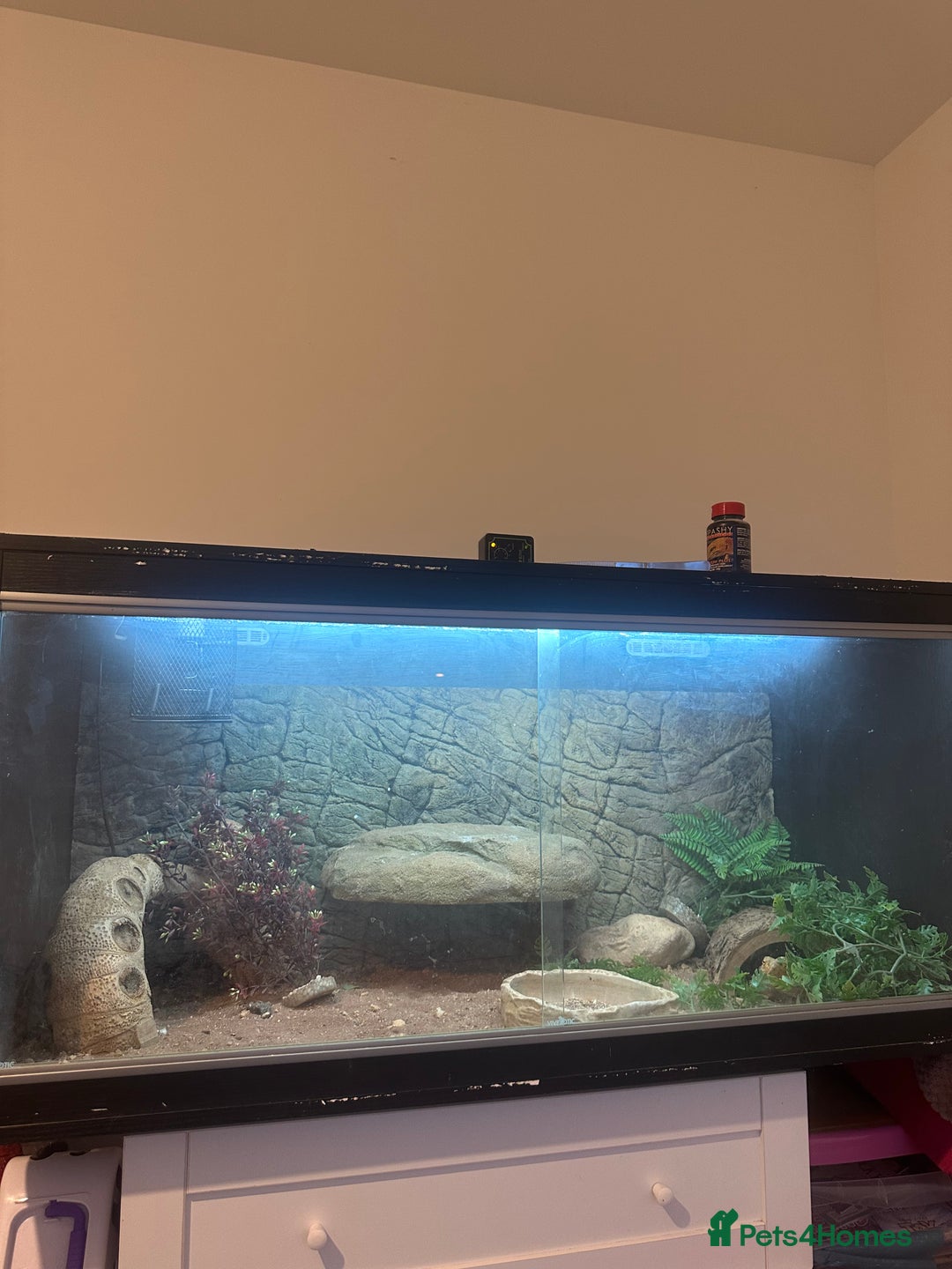 Bearded Dragon reptiles for sale: Bearded dragon with full set up  - Advert 2