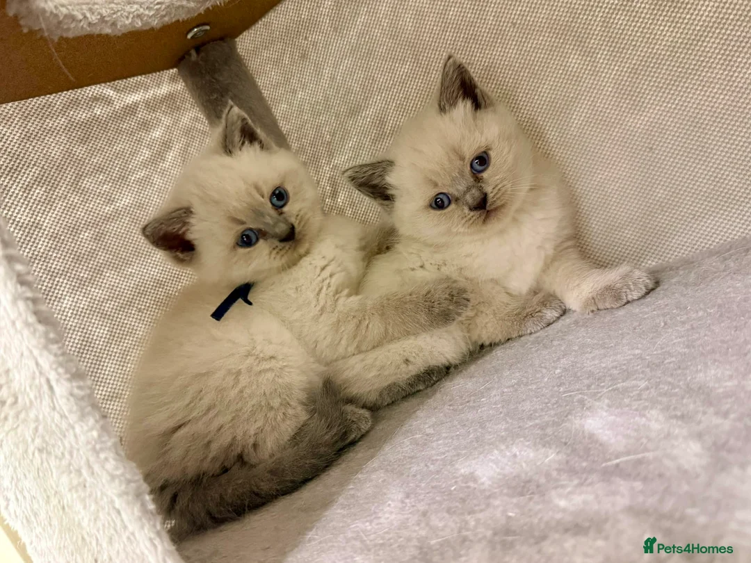 Ragdoll cats for sale: Beautiful Ragdoll Kittens 🐾 1 Boy & 2 Girls - Advert 2
