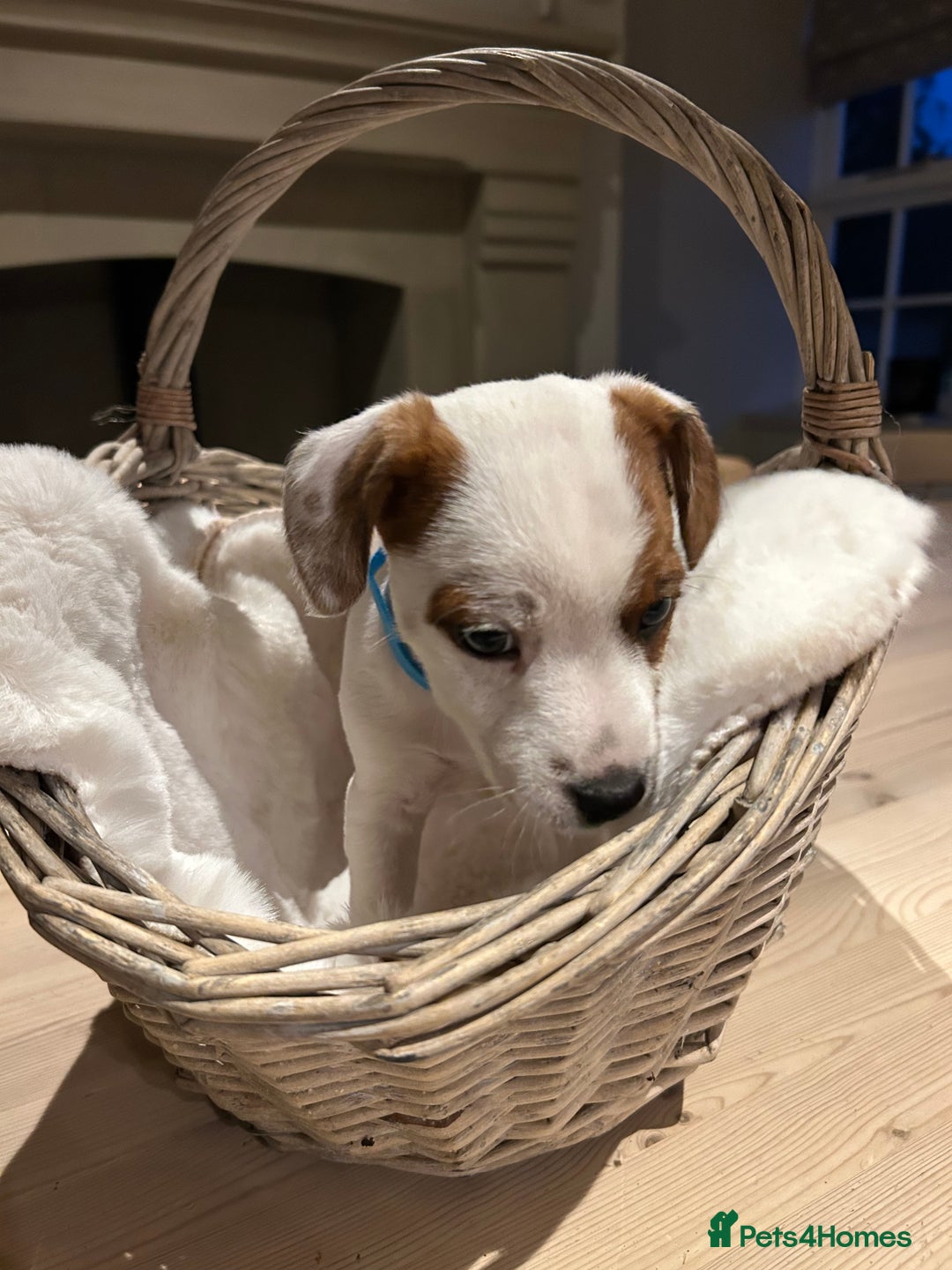 Mixed Breed dogs for sale: Parson / Jack Russell puppies - Advert 8