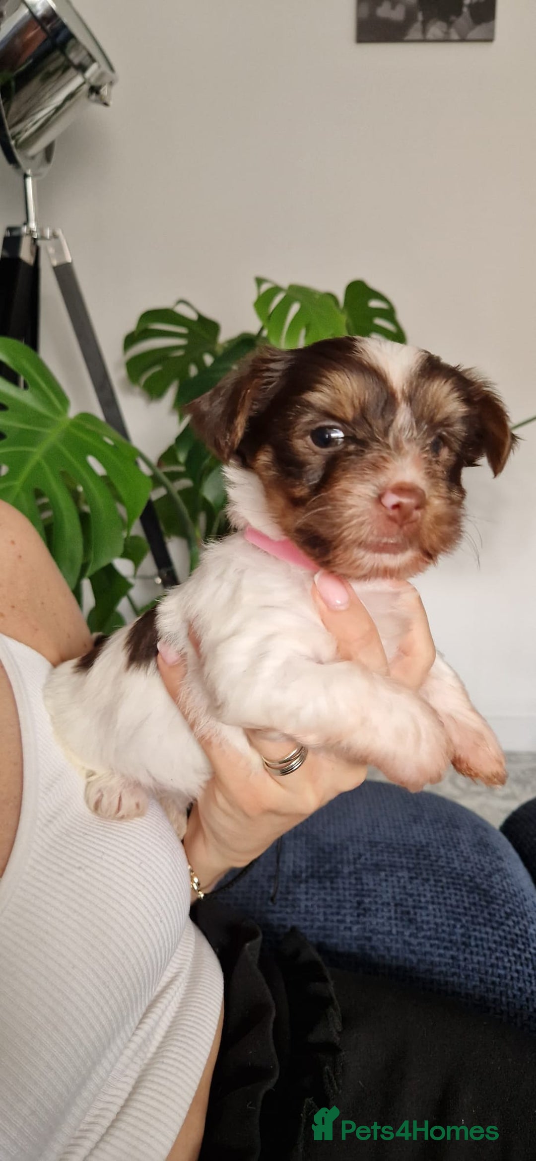 Yorkshire Terrier dogs for sale: Beautifull pedigree yorkshire terriers🐾🦮🐶 - Image 12