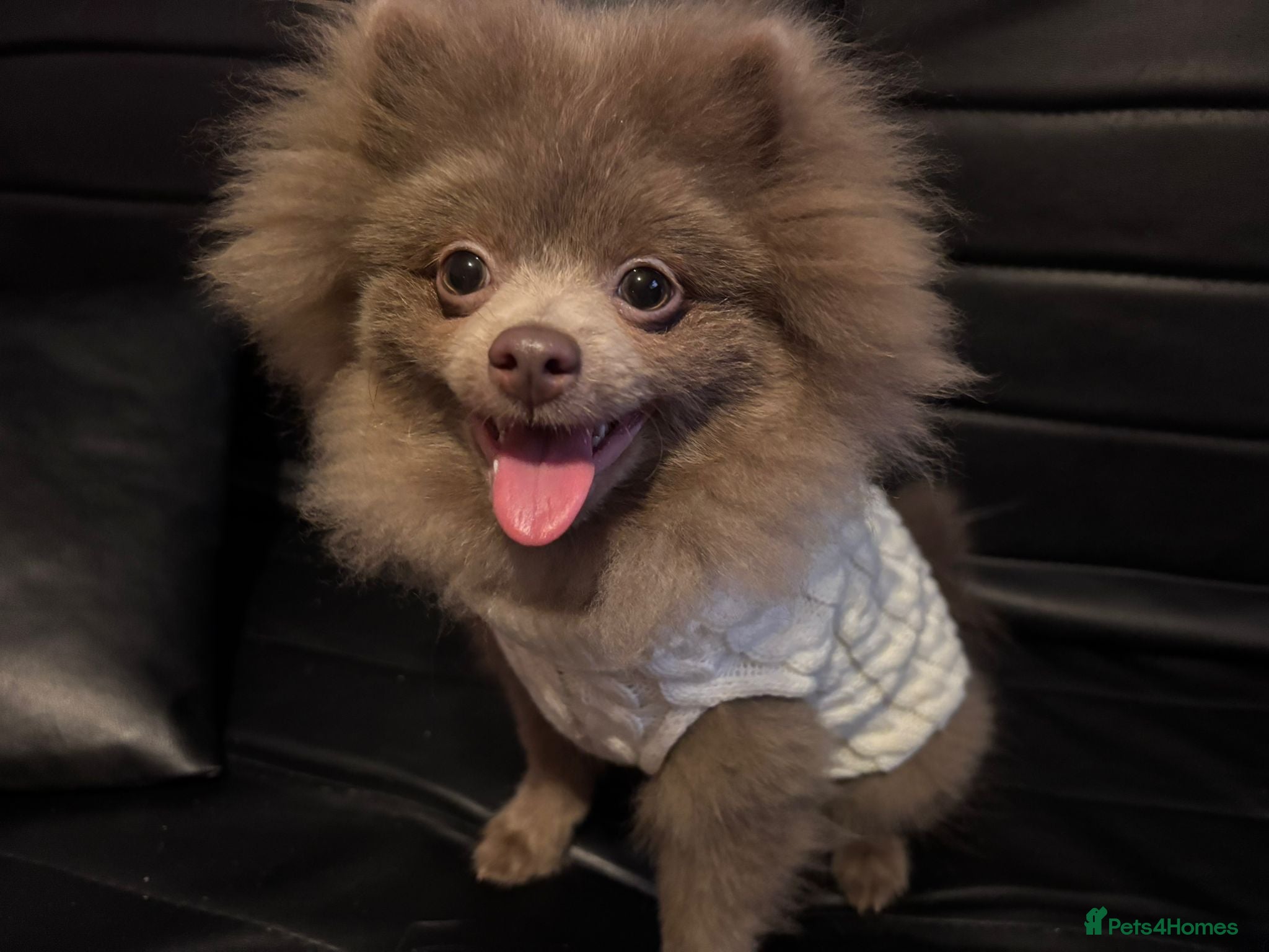 Pomeranian dogs Antonio / Tonio - Advert 4