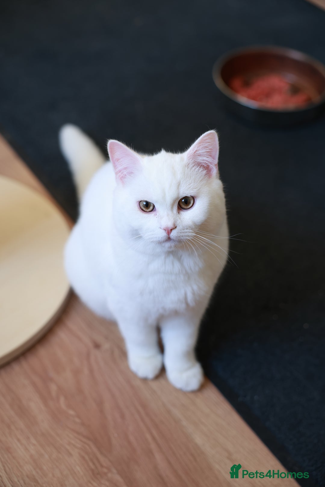 British Shorthair cats for sale: Stunning White British Shorthair Kittens for Sale! in London - Image 40