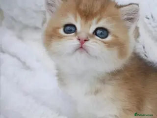 British Shorthair cats Beautiful golden shaded British shorthairs kittens - Advert 6