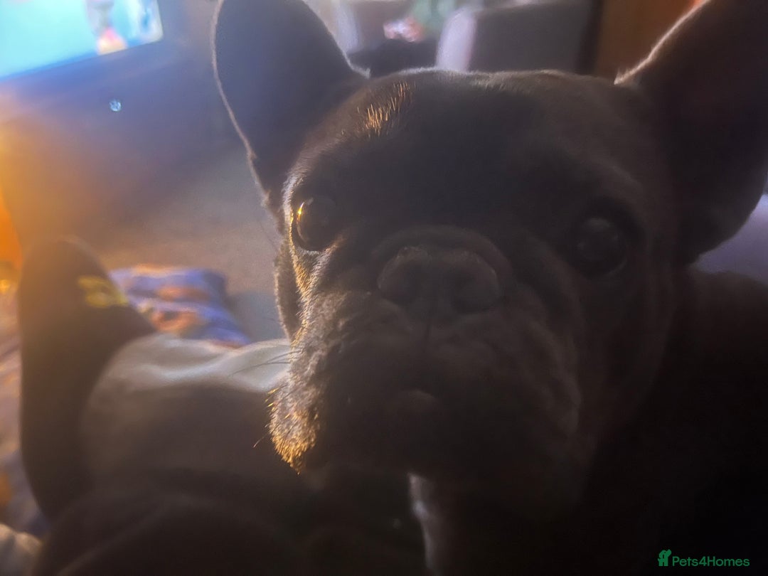 French Bulldog dogs for sale: Frenchie - Advert 1