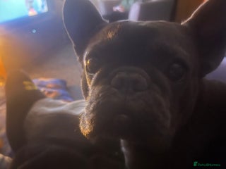 French Bulldog dogs Frenchie - Advert 1