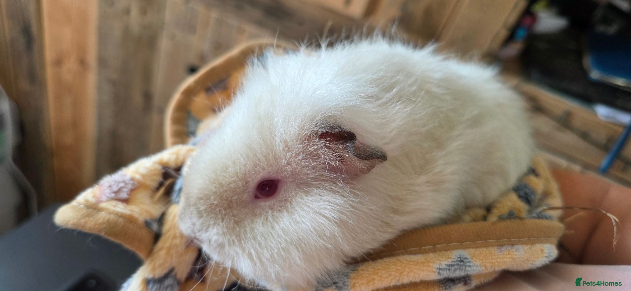 Guinea Pig rodents Pair of bonded Boars 7 months old - Advert 2