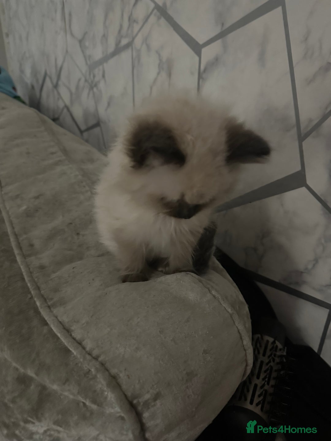Ragdoll cats for sale: One blue eye female ragdoll kitten - Advert 4