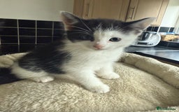 Mixed Breed cats for sale: available: one ginger boy and three girls - Image 2