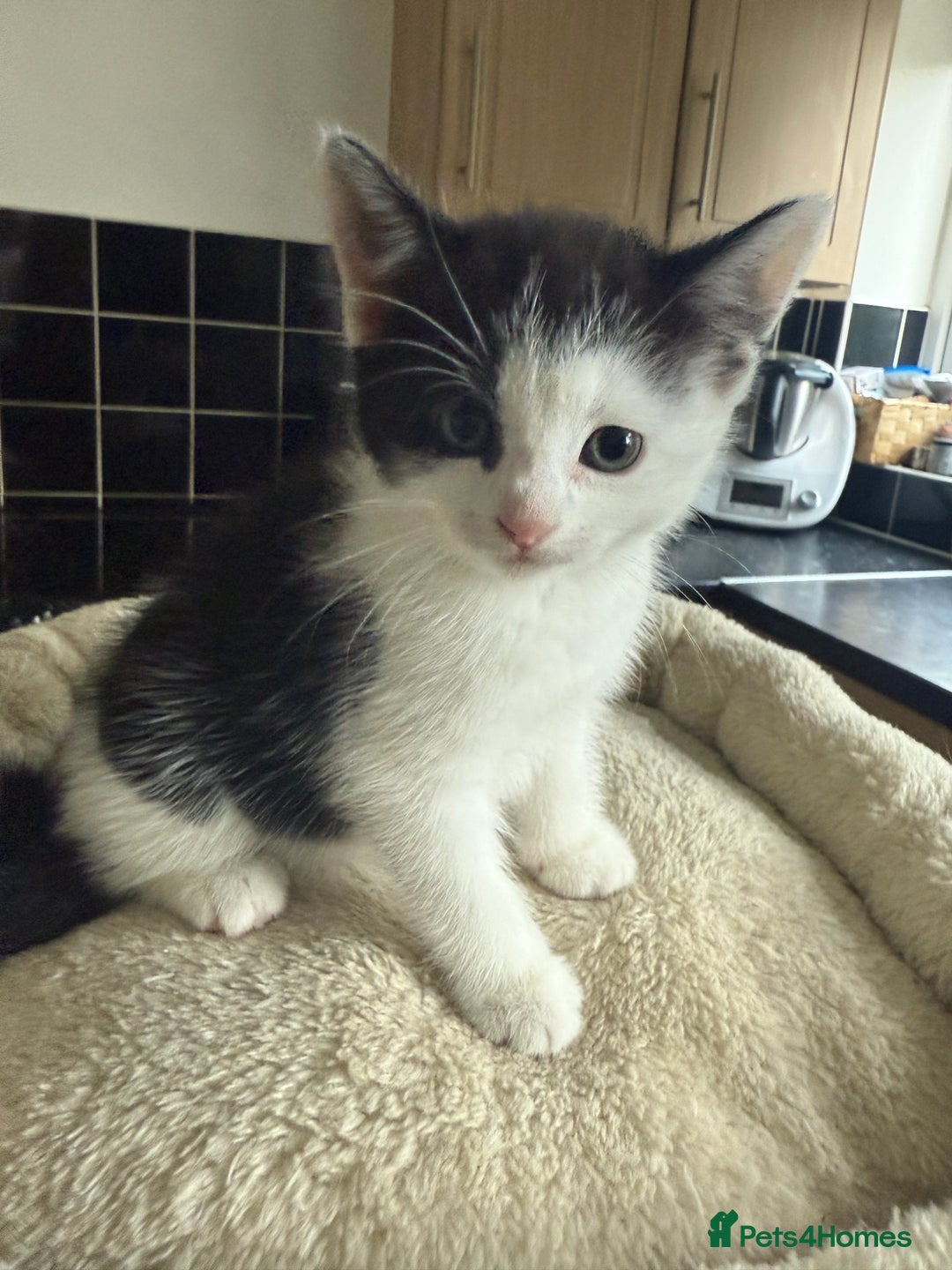 Mixed Breed cats for sale: available: one ginger boy and three girls - Image 2