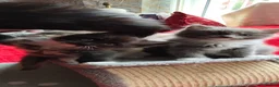 Mixed Breed cats for sale: KITTENS - Advert 12