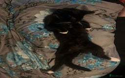 Mixed Breed cats for sale: Kitten for sale  - Image 1
