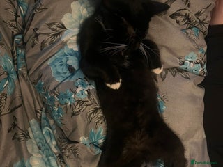 Mixed Breed cats - Advert 31