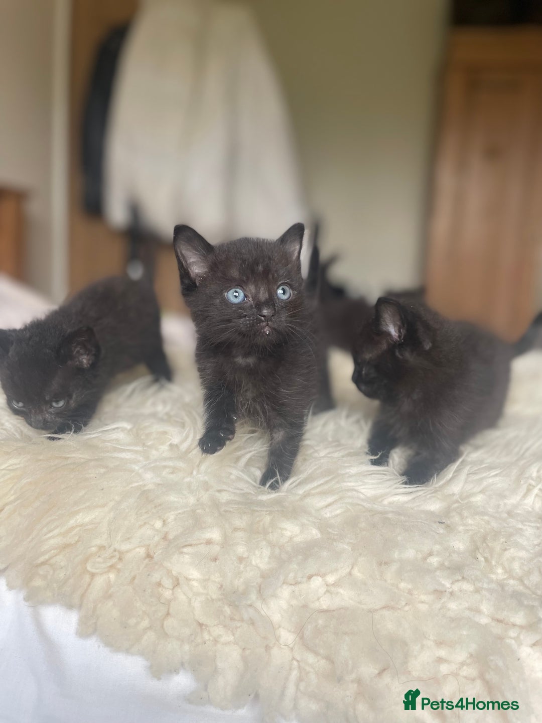 Ragdoll cats for sale: Ragdoll x - Image 1