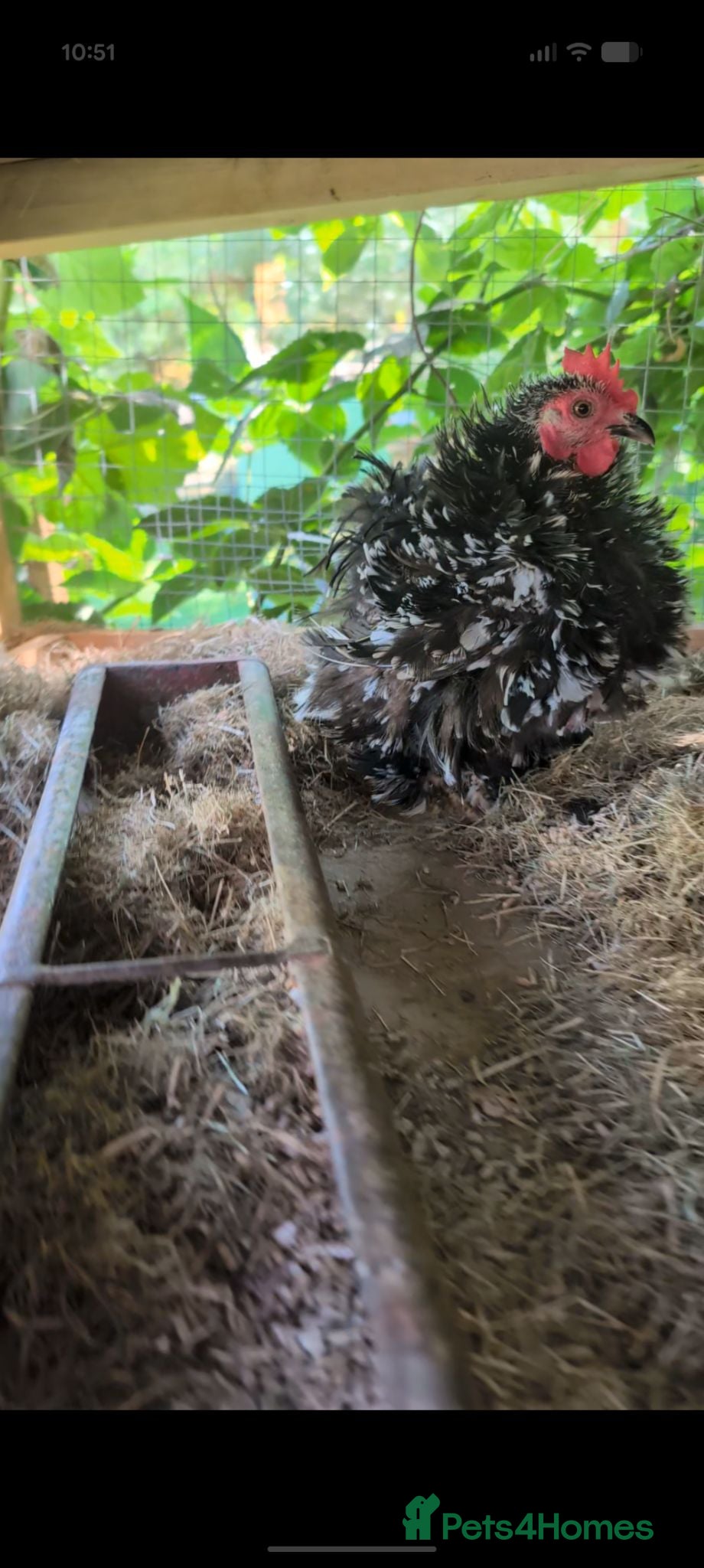 Chickens poultry Pekin bantam girls  - Advert 6