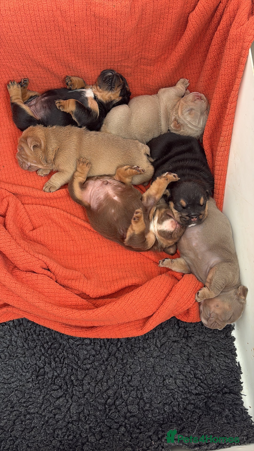 English Bulldog dogs for sale: Stunning KC registered English Bulldogs 4 left - Image 1