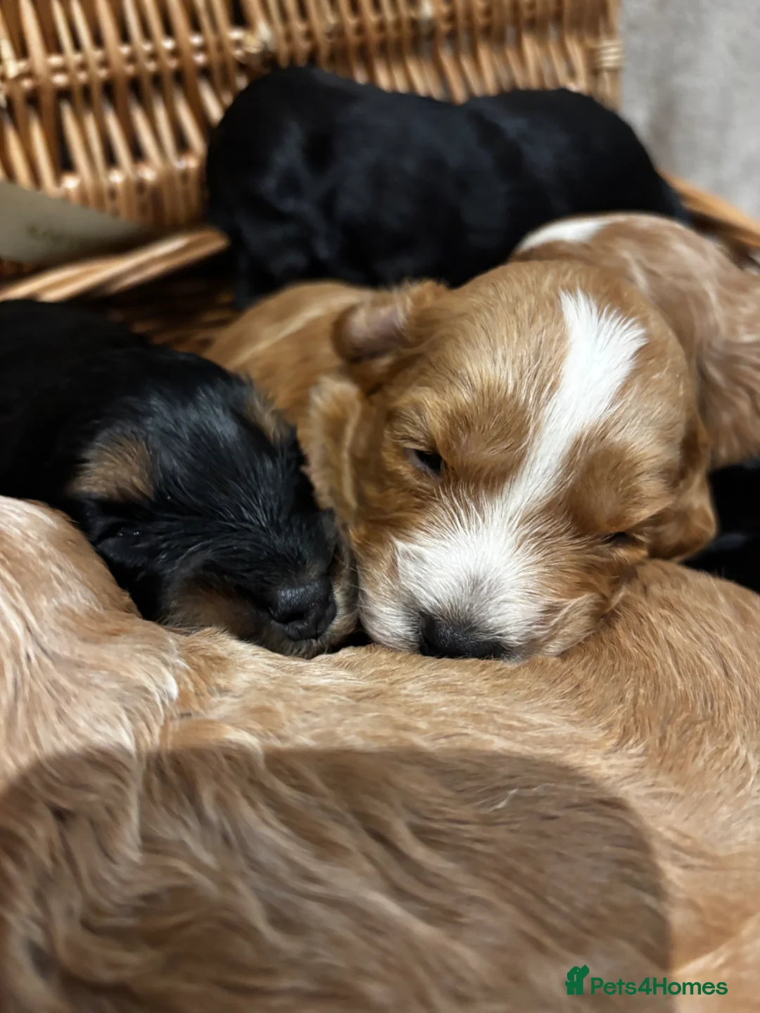 Cockapoo dogs for sale: Beautiful F1 Show Cockapoos 🥰❤️‍🔥 - Advert 2