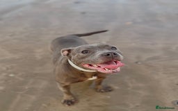 Staffordshire Bull Terrier dogs for sale: Blue StaffordshireBull Terrier Champion Pup - Image 13