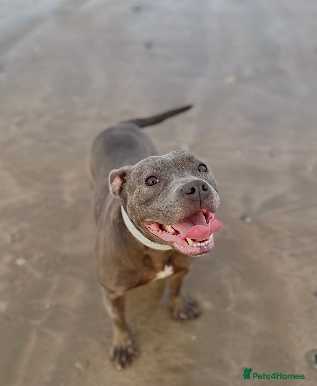 Staffordshire Bull Terrier dogs for sale: Blue StaffordshireBull Terrier Champion Pup - Image 13