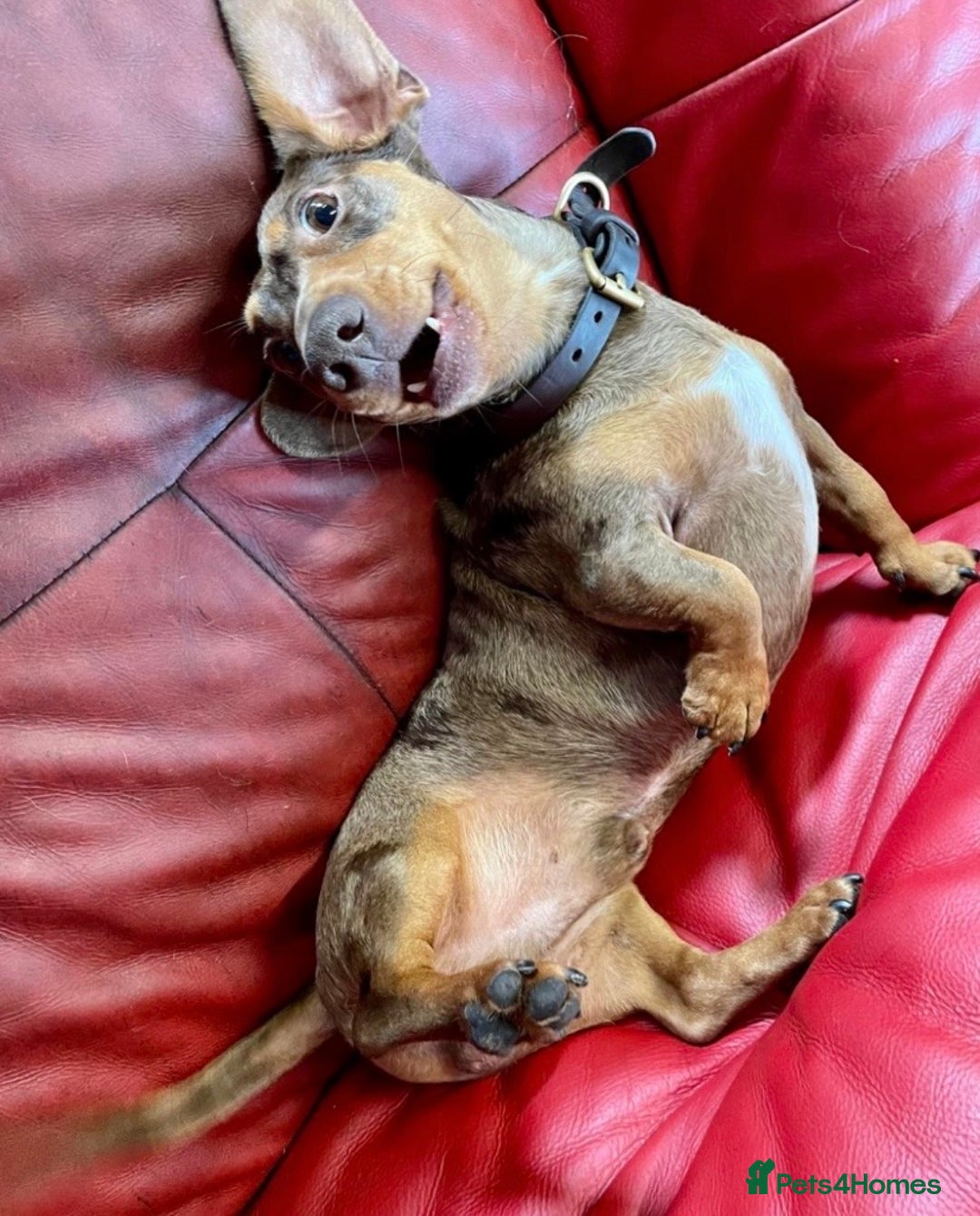 Miniature Dachshund dogs for sale: Chocolate & Dapple KC Miniature Dachshund Puppies - Advert 13