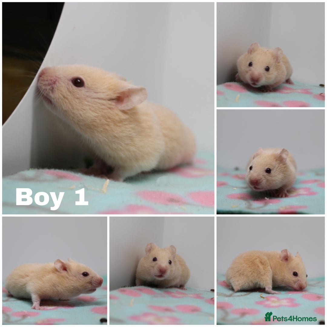 Hamster rodents for sale: Beautiful Male & Female Syrain Hamsters  - Advert 7