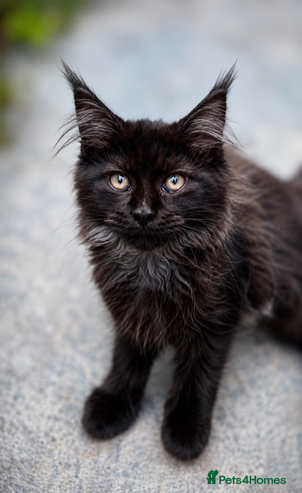 Maine Coon cats Purebred Maine Coon Kittens.Blue,Black Smoke,Tabby - Advert 2