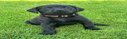 Labrador Retriever dogs for sale: Gorgeous Working Labrador Pups in Crewkerne - Advert 12