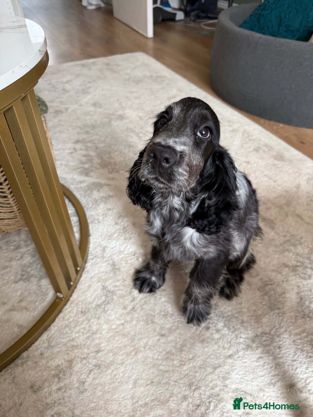 Cocker Spaniel dogs for sale: Blue roan show cocker spaniel  - Image 23