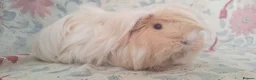 Guinea Pig rodents for sale: MEADOW SIDE CAVIES BABY GUINEA PIGS HEREFORDSHIRE  - Advert 4