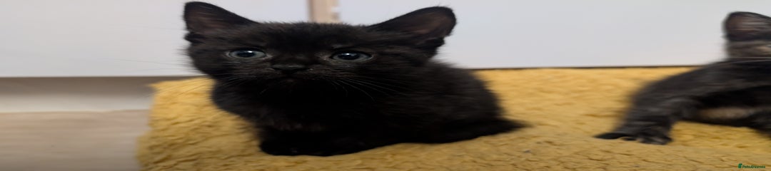 Mixed Breed Kitten 1