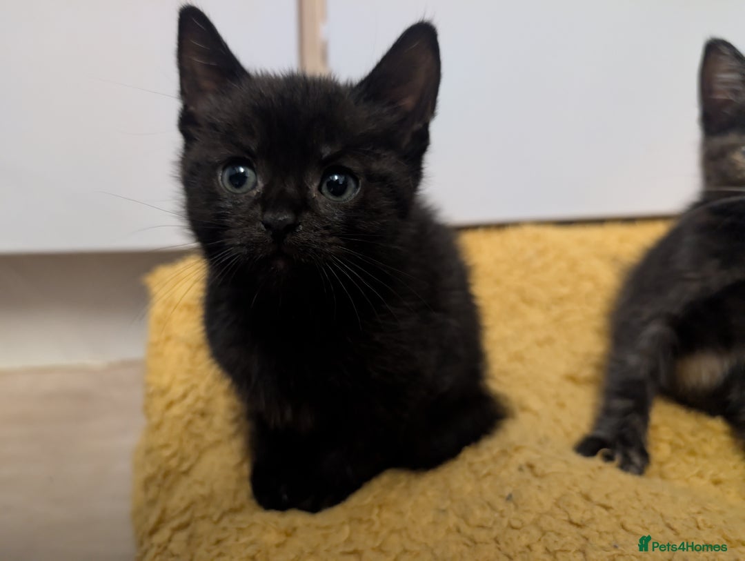Mixed Breed cats for sale: Beautiful black kitten - Image 8