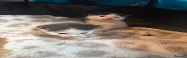 Kitten 1